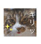 コムギ日記のフォロワー様スタンプ⑤（個別スタンプ：28）