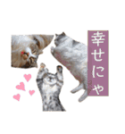 コムギ日記のフォロワー様スタンプ⑤（個別スタンプ：29）