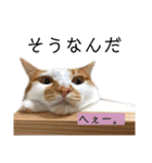 コムギ日記のフォロワー様スタンプ⑤（個別スタンプ：31）