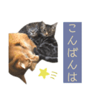 コムギ日記のフォロワー様スタンプ⑤（個別スタンプ：36）
