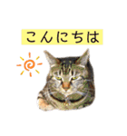 コムギ日記のフォロワー様スタンプ⑤（個別スタンプ：38）