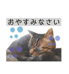 コムギ日記のフォロワー様スタンプ⑤（個別スタンプ：39）