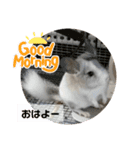おもちのもちこ2/チンチラchinchilla days（個別スタンプ：1）