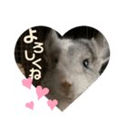 おもちのもちこ2/チンチラchinchilla days（個別スタンプ：5）