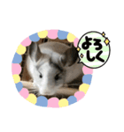 おもちのもちこ2/チンチラchinchilla days（個別スタンプ：6）