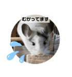 おもちのもちこ2/チンチラchinchilla days（個別スタンプ：7）