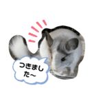 おもちのもちこ2/チンチラchinchilla days（個別スタンプ：8）