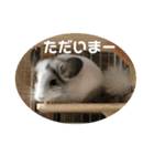 おもちのもちこ2/チンチラchinchilla days（個別スタンプ：10）
