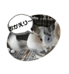 おもちのもちこ2/チンチラchinchilla days（個別スタンプ：11）