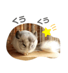 おもちのもちこ2/チンチラchinchilla days（個別スタンプ：18）