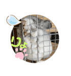 おもちのもちこ2/チンチラchinchilla days（個別スタンプ：20）