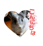 おもちのもちこ2/チンチラchinchilla days（個別スタンプ：21）