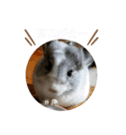 おもちのもちこ2/チンチラchinchilla days（個別スタンプ：22）