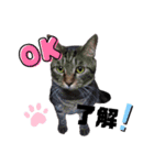 みらいねこ横濱⑥。（個別スタンプ：1）