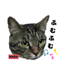 みらいねこ横濱⑥。（個別スタンプ：2）