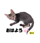 みらいねこ横濱⑥。（個別スタンプ：13）