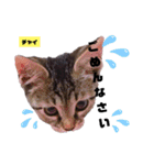 みらいねこ横濱⑥。（個別スタンプ：14）