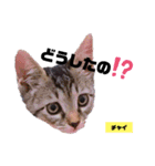 みらいねこ横濱⑥。（個別スタンプ：16）