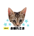 みらいねこ横濱⑥。（個別スタンプ：17）