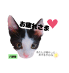 みらいねこ横濱⑥。（個別スタンプ：18）