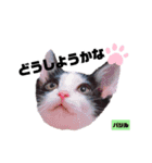 みらいねこ横濱⑥。（個別スタンプ：20）