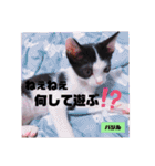 みらいねこ横濱⑥。（個別スタンプ：21）