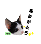 みらいねこ横濱⑥。（個別スタンプ：26）