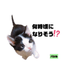 みらいねこ横濱⑥。（個別スタンプ：28）