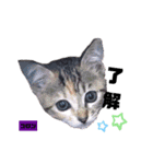 みらいねこ横濱⑥。（個別スタンプ：30）