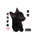 みらいねこ横濱⑥。（個別スタンプ：36）