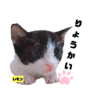 みらいねこ横濱⑥。（個別スタンプ：40）