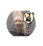 ワンちゃん好きにはたまらなくてかわいい（個別スタンプ：9）