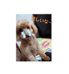 ワンちゃん好きにはたまらなくてかわいい（個別スタンプ：12）