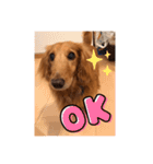 木下家のマロン♂（個別スタンプ：14）