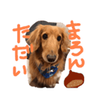 木下家のマロン♂（個別スタンプ：15）