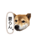 ここでぇす（個別スタンプ：3）