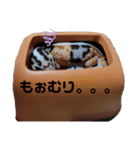 レオパピプー（個別スタンプ：4）