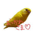 すけかく1（個別スタンプ：4）