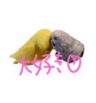 すけかく1（個別スタンプ：6）