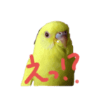 すけかく1（個別スタンプ：7）