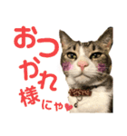 ふなこしさんちの犬さん猫さん（個別スタンプ：4）