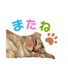 ふなこしさんちの犬さん猫さん（個別スタンプ：37）