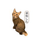 廉太郎は猫です。（個別スタンプ：5）