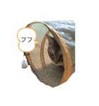 廉太郎は猫です。（個別スタンプ：8）