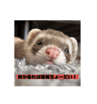 ぴのぴのぴーちゃん連絡スタンプ（個別スタンプ：2）
