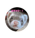 ぴのぴのぴーちゃん連絡スタンプ（個別スタンプ：3）