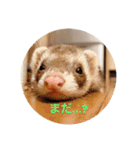 ぴのぴのぴーちゃん連絡スタンプ（個別スタンプ：6）