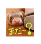 ぴのぴのぴーちゃん連絡スタンプ（個別スタンプ：14）