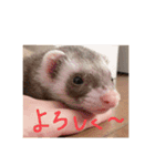 ぴのぴのぴーちゃん連絡スタンプ（個別スタンプ：16）