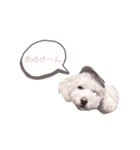 あいづちパルム♩トイプードル（個別スタンプ：6）